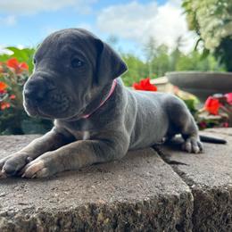 Pink collar - Blue female Great Dane puppy in Corsica, Pennsylvania from Ferguson Family Danes LLC