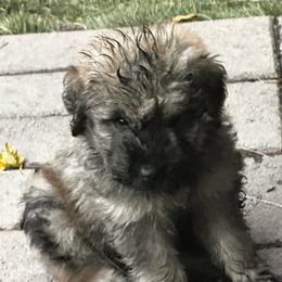 Sam - Fawn male Bouvier des Flandres puppy in Scottsdale, Arizona from Desert Diamonds Bouviers