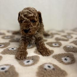 Cavapoo, Cockapoo, Goldendoodle, and Maltipoo Puppies from Perdue Puppies