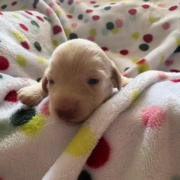 Girl 4 AKC 3900 - Cream female Dachshund puppy in Ocala, Florida from Island Farms Mimi’s Dachshunds Florida