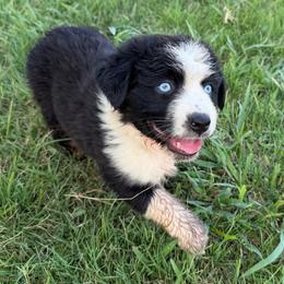 Daytona 3 - Black tri-color female Australian Shepherd puppy in Hubbard, Texas from Poston Paddock Aussies LLC