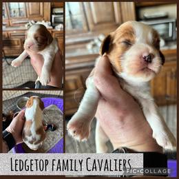Blenheim - Blenheim male Cavalier King Charles Spaniel puppy in Greenleaf, Wisconsin from Ledgetop Family Cavaliers