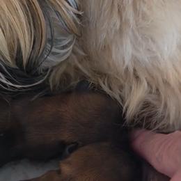 Tinsel - Brindle male Shorkie puppy in Escondido, California from Yorkies of Escondido