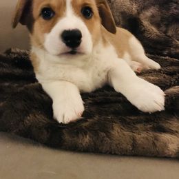 Pembroke Welsh Corgi Puppies from Hammon Pembroke Welsh Corgis