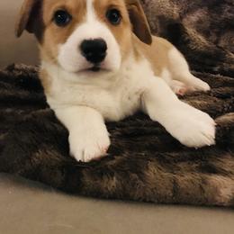 Pembroke Welsh Corgi Puppies from Hammon Pembroke Welsh Corgis