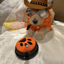 Paris - Apricot male Poodle puppy in Mobile, Alabama from Semmy’s Standard Poodle LLC