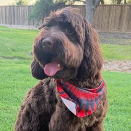 Teddy - Labradoodle