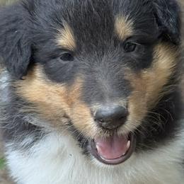 Collie Puppies from Hedge Haven Farm