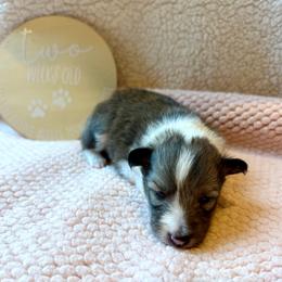 BELLE - Sable and white female Shetland Sheepdog puppy in Livonia, Michigan from M7’s Shelties, Toonies & AussieDoodles