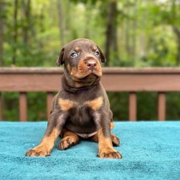 Brown boy - purple color - Red and rust male Doberman Pinscher puppy in Old Bridge, New Jersey from Wizard Ost Revolution kennel