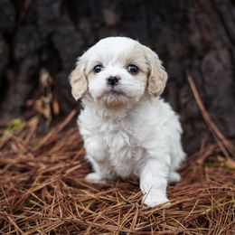 Assorted Doodle Crosses, Bichon Frise, Cavapoo, Goldendoodle, Labradoodle, and Schnoodle Puppies from Kingdom Bound By Design