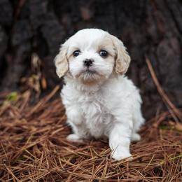 Assorted Doodle Crosses, Bichon Frise, Cavapoo, Goldendoodle, Labradoodle, and Schnoodle Puppies from Kingdom Bound By Design