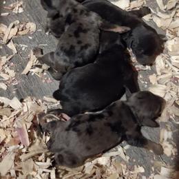 Boy 2 - Black and tan male Dachshund puppy in Oakman, Alabama from MEL Puppies