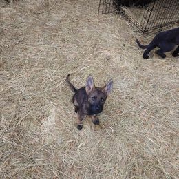 German Shepherd Puppies from Rose Valley German Shepherds