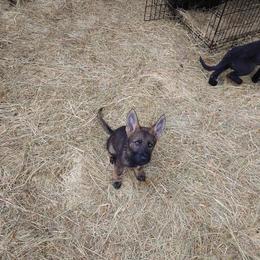 German Shepherd Puppies from Rose Valley German Shepherds