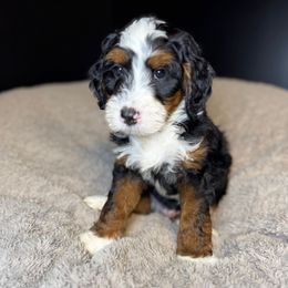 Thing - Tri-color male Bernedoodle puppy in Alpharetta, Georgia from Doodles of Buckhead