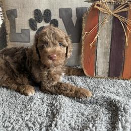 Goldendoodle Puppies from Texas Bello Doodles