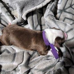 Miniature Australian Shepherd Puppies from Bornagain Paws