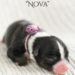Nova - Black tri female Miniature American Shepherd puppy in Verdi, Nevada from EverSummer Minis