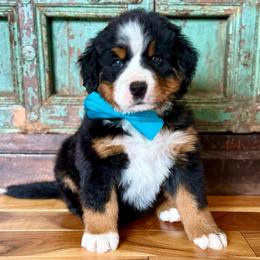 Baby blue collar - Black rust and white female Bernese Mountain Dog puppy in Altura, Minnesota from Bluffside Berners