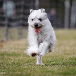 Sequin - Pyrenean Shepherd