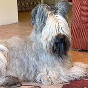 Biewer Terriers and Briards from Aladax Briards
