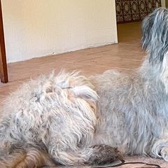 Biewer Terriers and Briards from Aladax Briards
