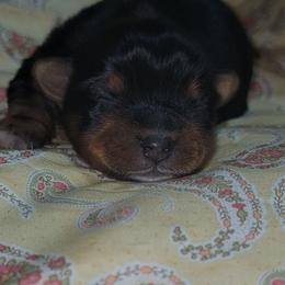 Boy 1 - Black and tan male Yorkshire Terrier puppy in Pineville, Kentucky from Yorkies of Pineville