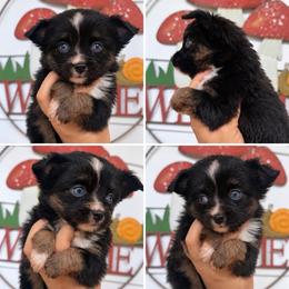 Onyx - Black tri female Miniature Australian Shepherd puppy in Buchanan, Georgia from Stanleyville Farm Mini Aussies