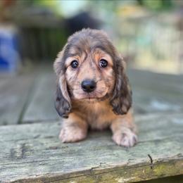 Link - Cream male Dachshund puppy in Indianapolis, Indiana from Homegrown Hoosier Kennels