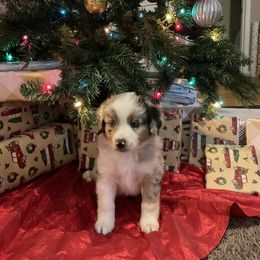 Miniature Australian Shepherd Puppies from Kehlani Falls Mini Aussie’s