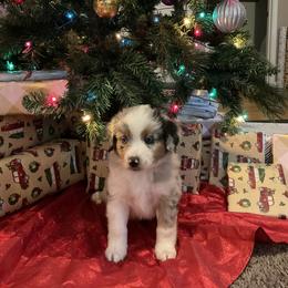 Miniature Australian Shepherd Puppies from Kehlani Falls Mini Aussie’s