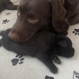 Labrador Retriever Puppies from Enchanted Garden Labradors