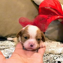 Cavalier King Charles Spaniel Puppies from Amber Field Cavaliers