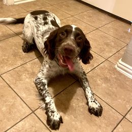 Dallas - English Springer Spaniel