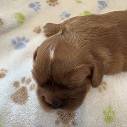 Girl 2 - Ruby Cavalier King Charles Spaniel puppy in Solon, Iowa from Hickory House Cavaliers