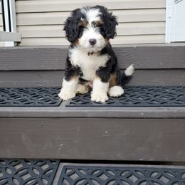 Bernedoodle and Bernese Mountain Dog Puppies from Bernedoodle.do