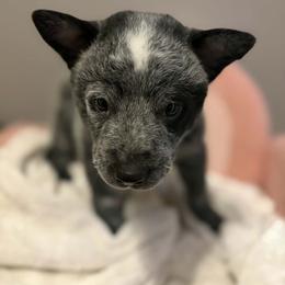 Lilac - Blue speckled female Australian Cattle Dog puppy in Monterey, Tennessee from Quarter Acre Farms