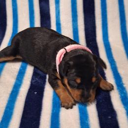 Akira - Black and rust female Miniature Pinscher puppy in Grove, Oklahoma from K&J's Min Pins Of Grand Lake