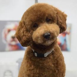 Fiona - Goldendoodle