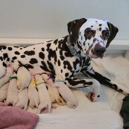 Dalmatian Puppies from Calvary's Dalmatians