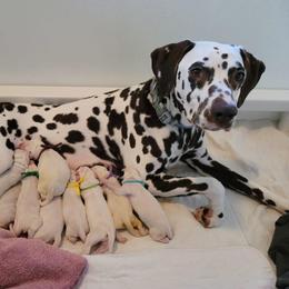 Dalmatian Puppies from Calvary's Dalmatians