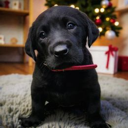 Valerie - Pink Collar - Black female Labrador Retriever puppy in Cocoa, Florida from Harrison's Lakeside Labradors LLC