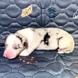 Stormy - Blue merle and white female American Corgi puppy in Dublin, Texas from 5H Corgis