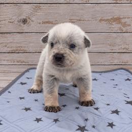 Bookie - Blue female Australian Cattle Dog puppy in Scurry, Texas from RedHorizon AKC Australian Cattle Dogs (Heelers)
