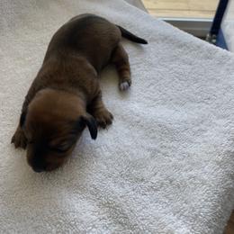 Girl 1 - female Dachshund puppy in Wagener, South Carolina from Rock Lake Farm