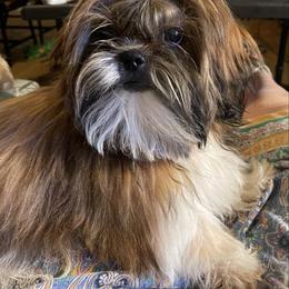 Zelenskyy - Shih Tzu