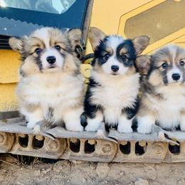 Pembroke Welsh Corgi Puppies from Nunas Corgis