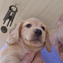 Boy 2 2500 - Cream male Dachshund puppy in Sarasota County, Florida from Donna's Mini Joys