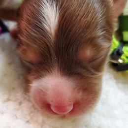 Miniature Australian Shepherd Puppies from Barnyard Mini Aussies